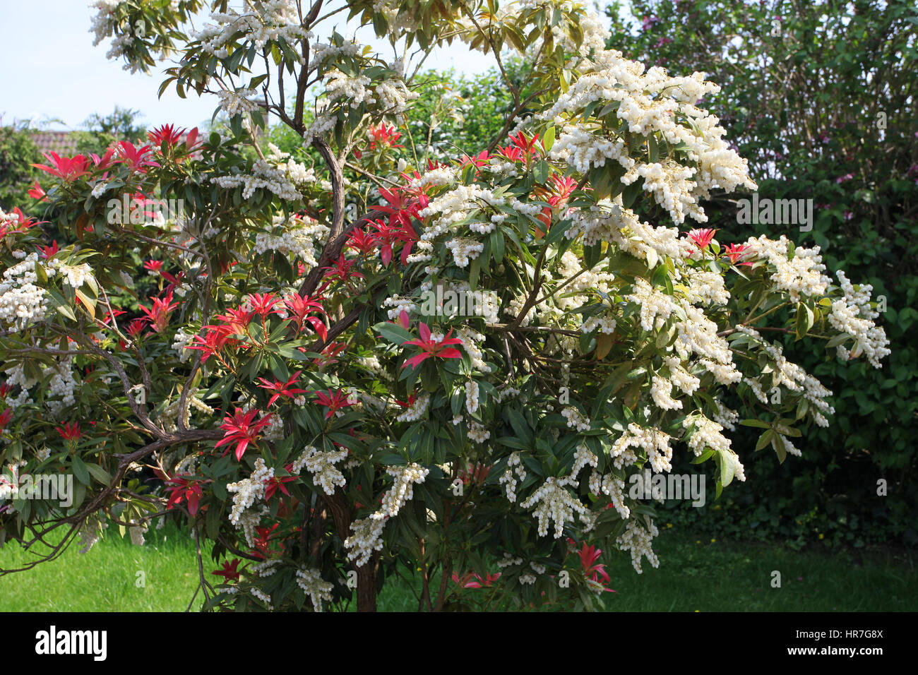 Pieris Japonica or 'Forest Flame' in flower in spring. Stock Photo