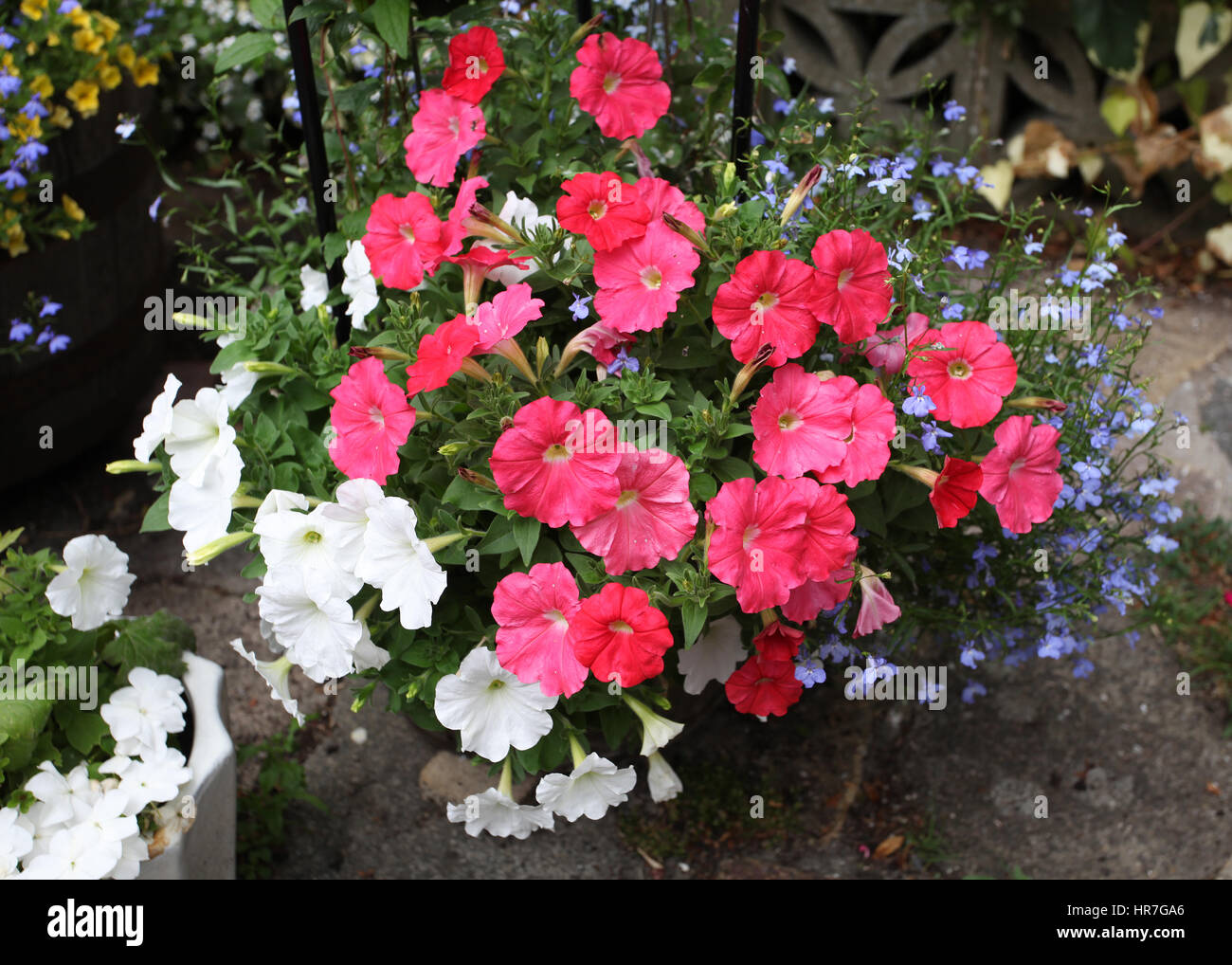 Pink and white pertunias and blue lobelia planted in a garden tub. Stock Photo