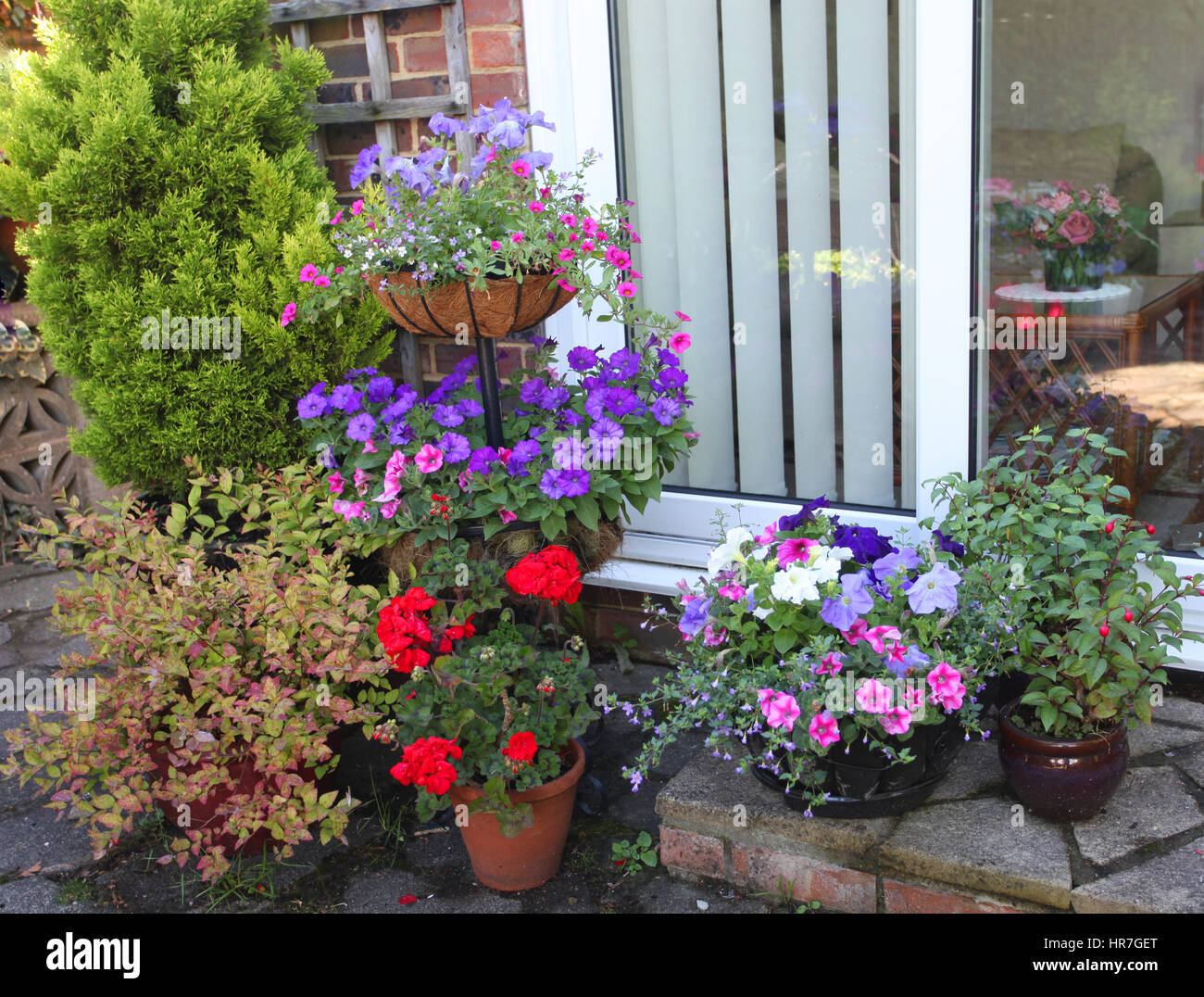 colourful selection of summer bedding plants outside patio doors Stock Photo
