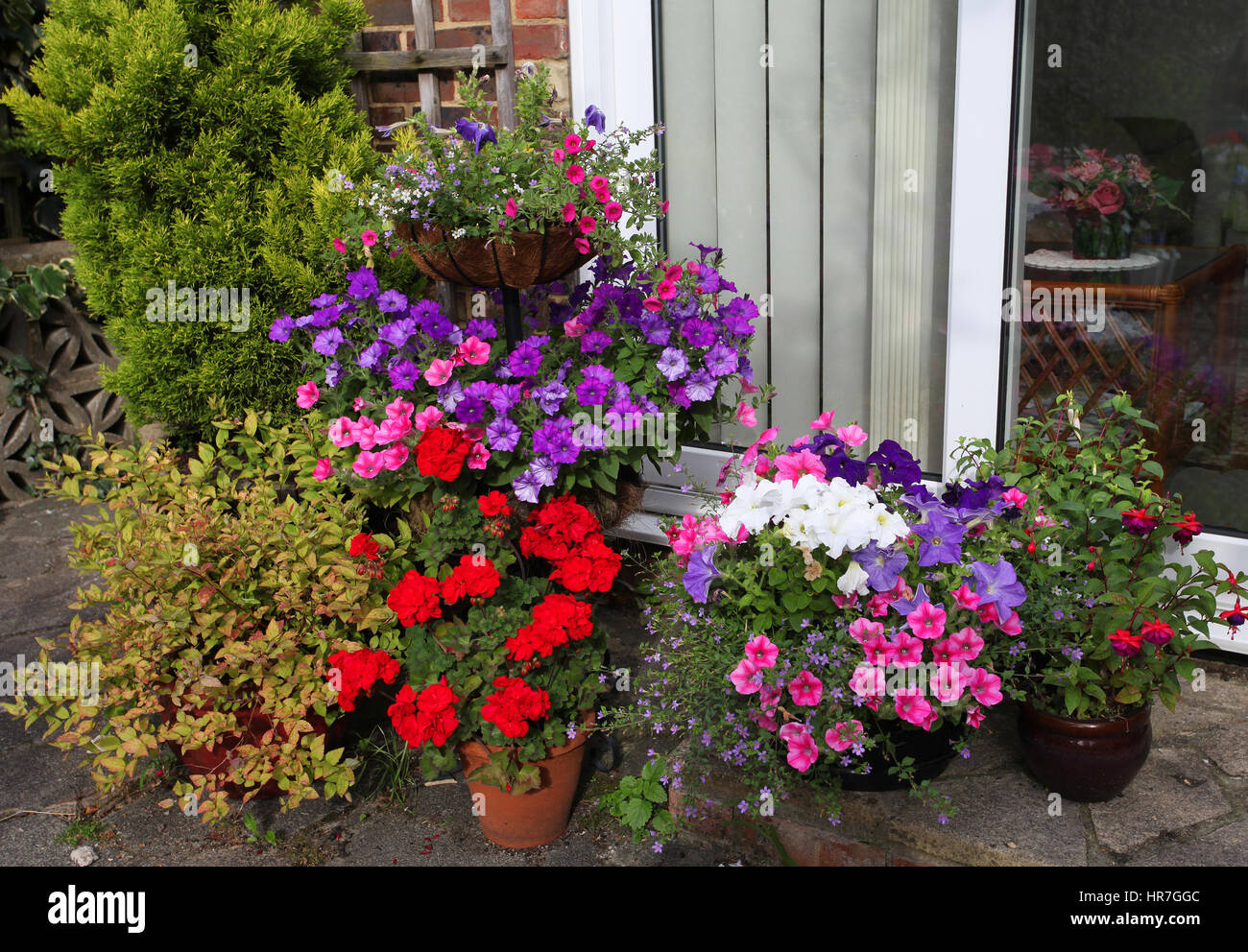 colourful selection of summer bedding plants outside patio doors Stock Photo