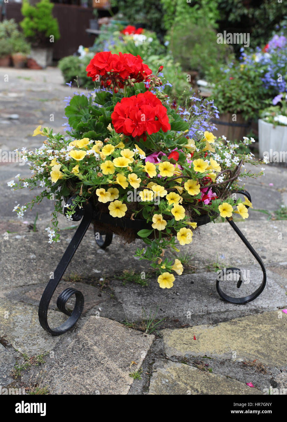 Summer Bedding Plants in a wrought iron basket Stock Photo