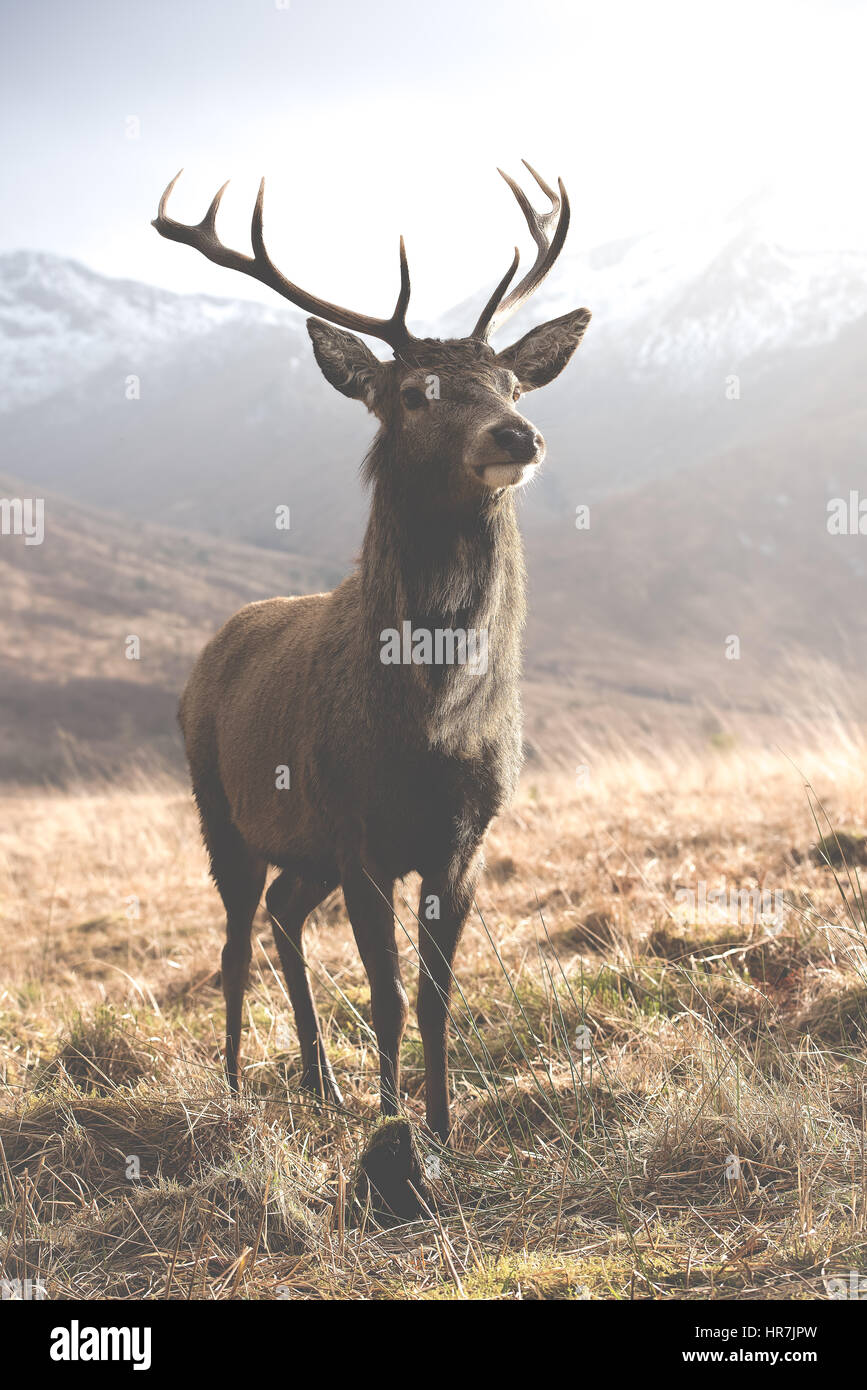 Majestic Red Deer Stag in Glen Etive in the Scottish Highlands Stock Photo