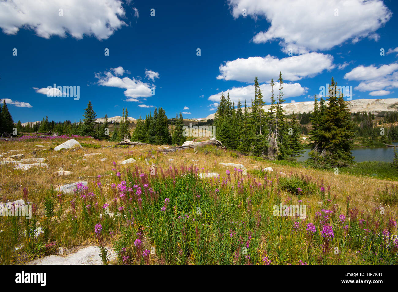 Medicine bow national forest hires stock photography and images Alamy