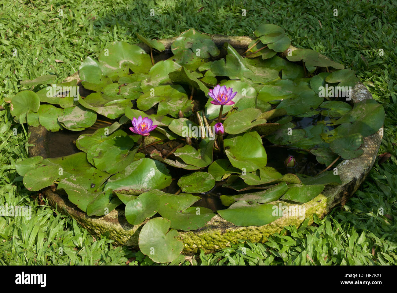Lily pond Stock Photo