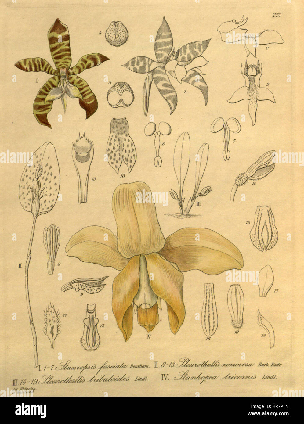 Stauropsis fasciata - Pleurothallis nemorosa - Pl. tribuloides - Stanhopea tricornis - Xenia 3- 275 Stock Photo