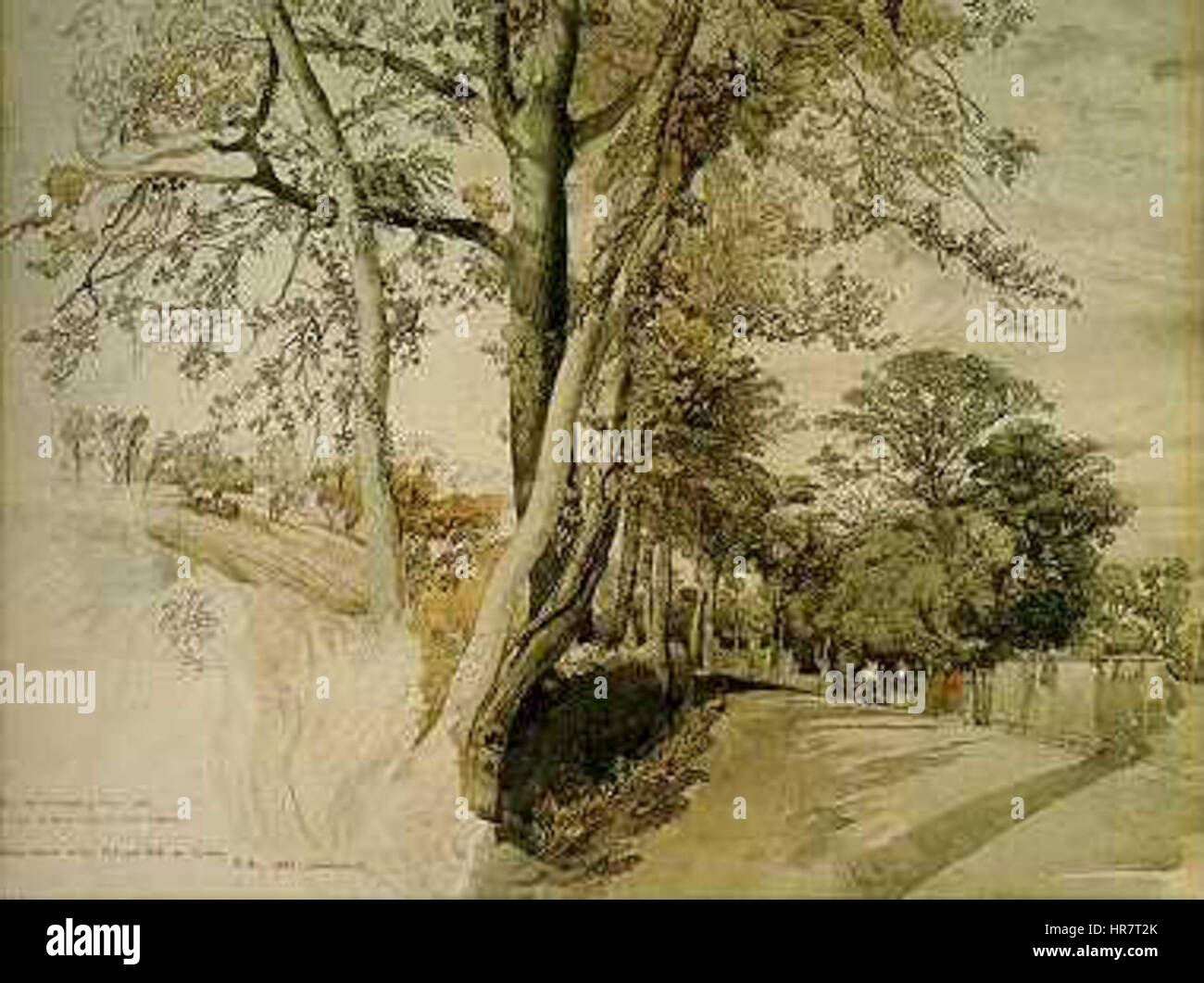 Study Tree Images Study of natural forms hi-res stock photography and images - Alamy