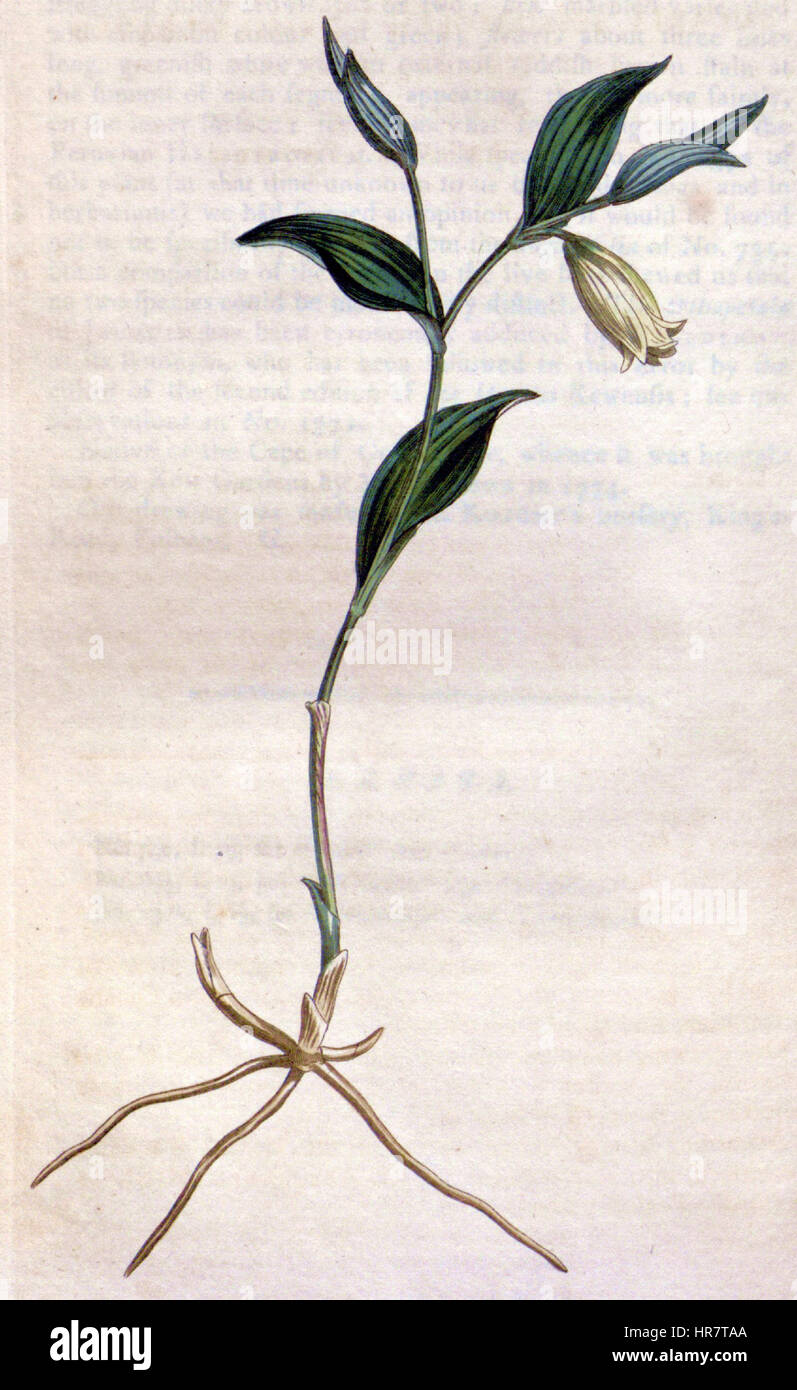 Sessile leaf bellwort hi-res stock photography and images - Alamy