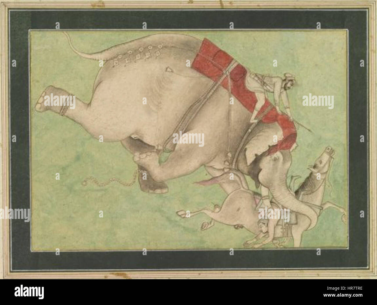 War elephant attacking a horse and rider Stock Photo Alamy