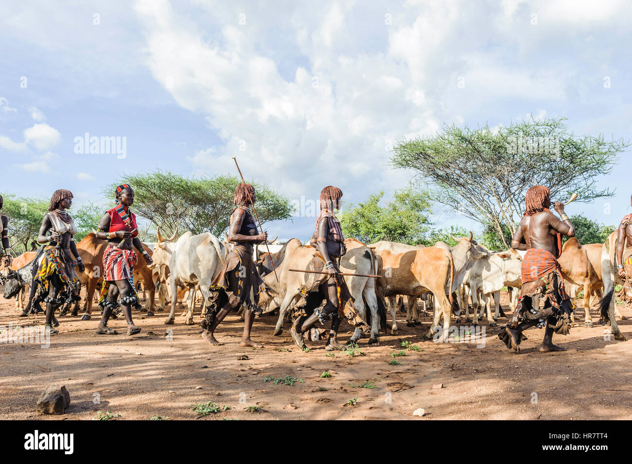 Women dancing around the cattle during a bull jumping ceremony. A rite of passage from boys to men rom the Hamer tribe. Stock Photo