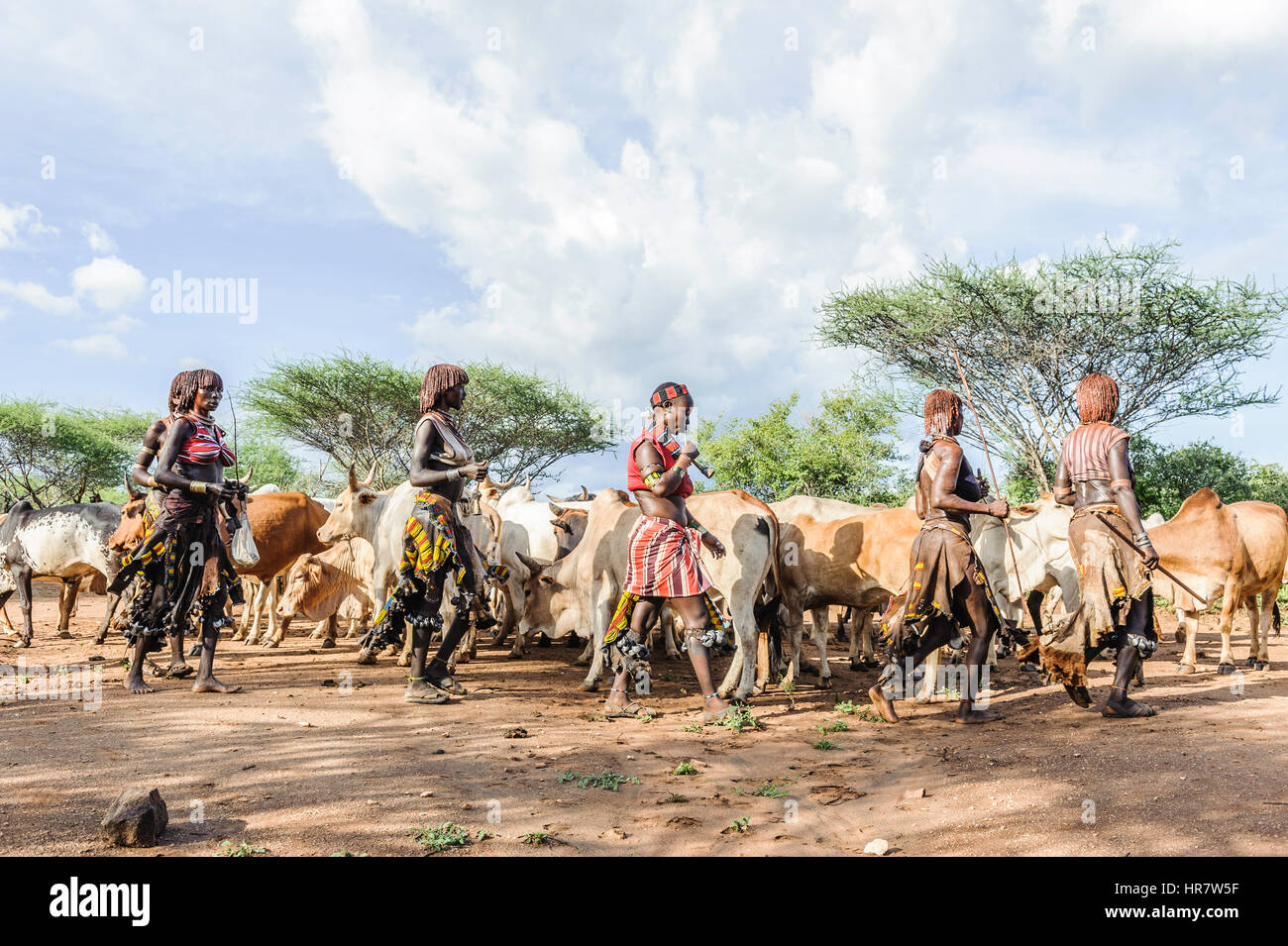 Women dancing around the cattle during a bull jumping ceremony. A rite of passage from boys to men rom the Hamer tribe. Stock Photo