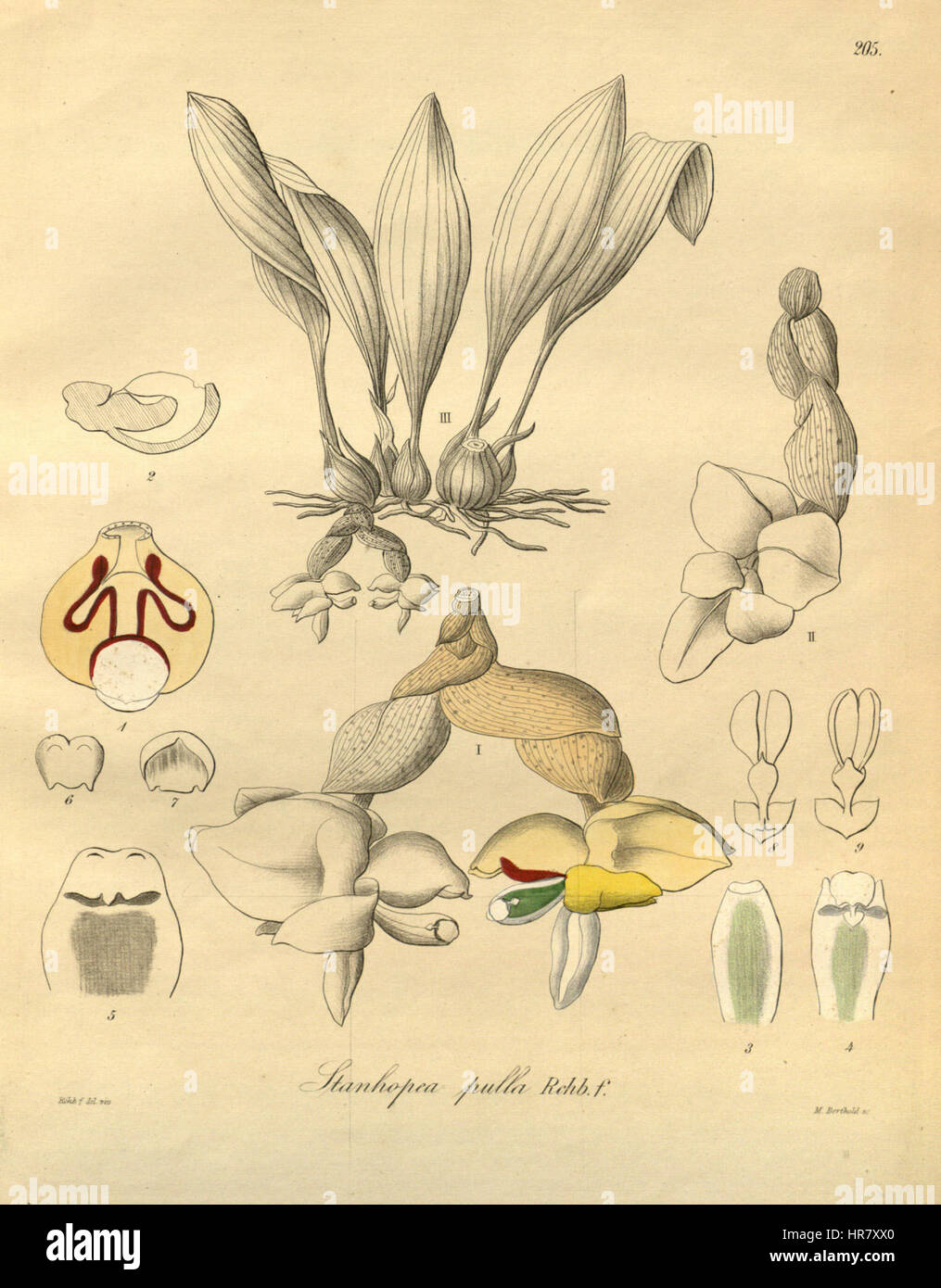 Stanhopea pulla - Xenia vol. 3 pl. 205 (1900) Stock Photo