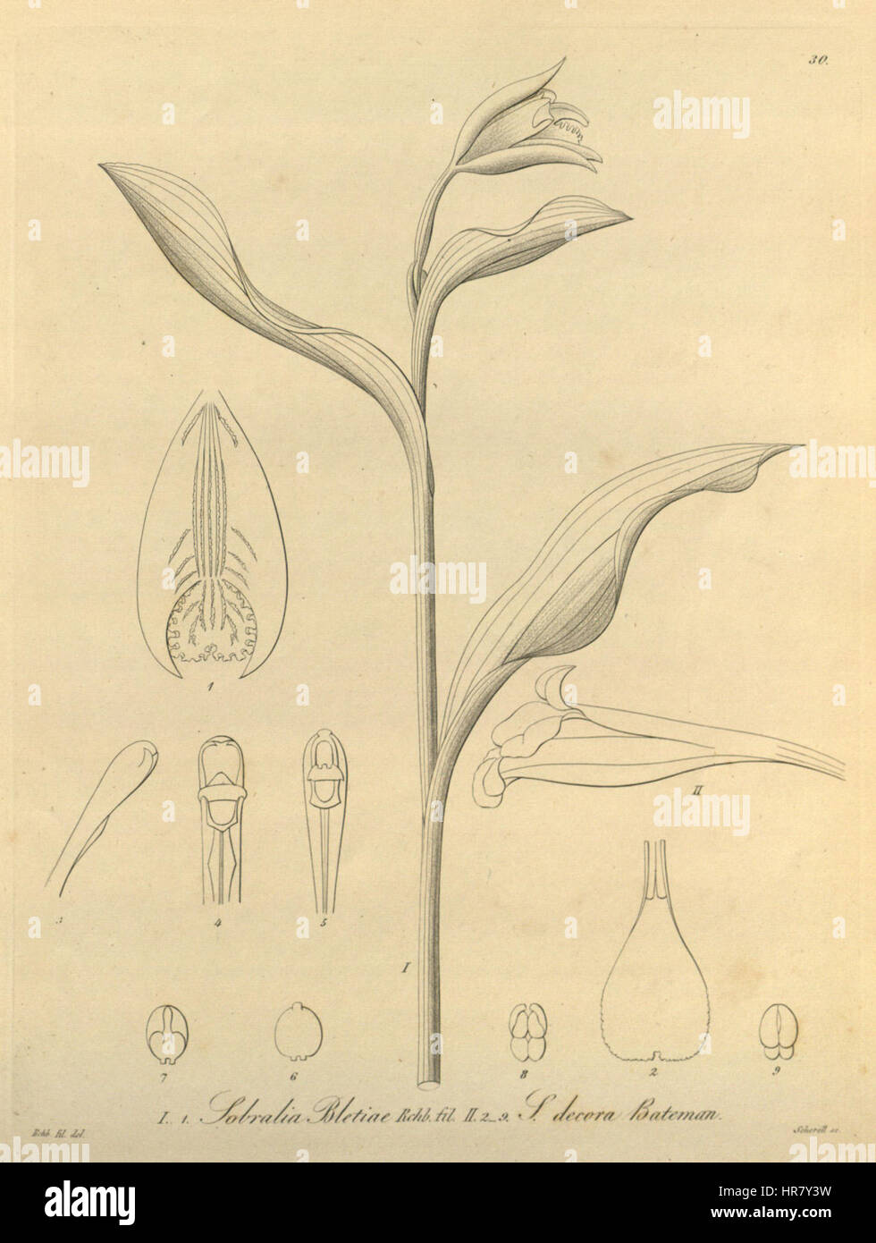 Sobralia bletiae - S. decora - Xenia vol. 1 fig. 30 Stock Photo