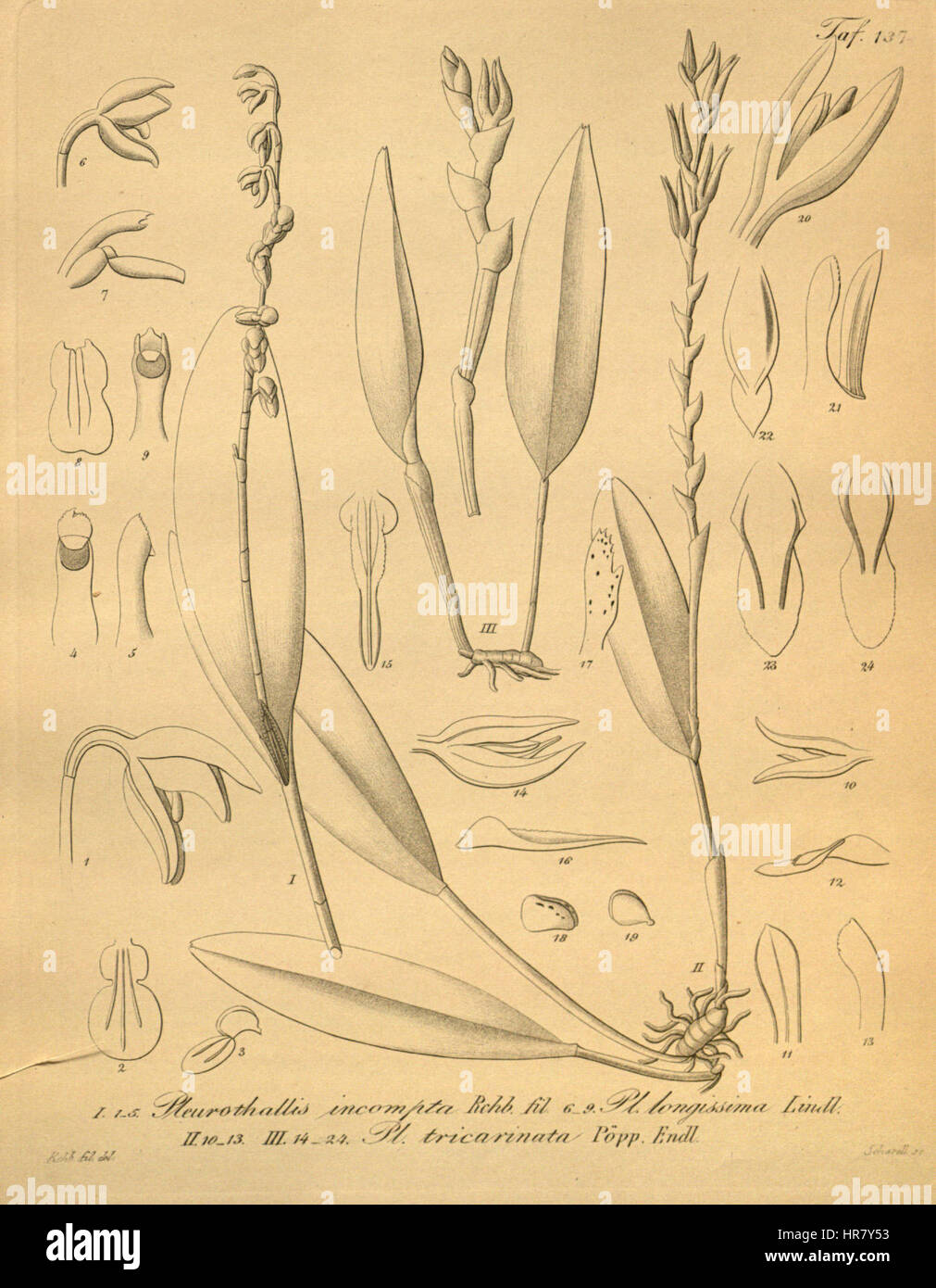 Stelis quadrifida (as Pleurothallis incompta and Pleurothallis longissima)-Acianthera tricarinata (as Pleurothallis tricarinata)-Xenia 2-137 (1874) Stock Photo