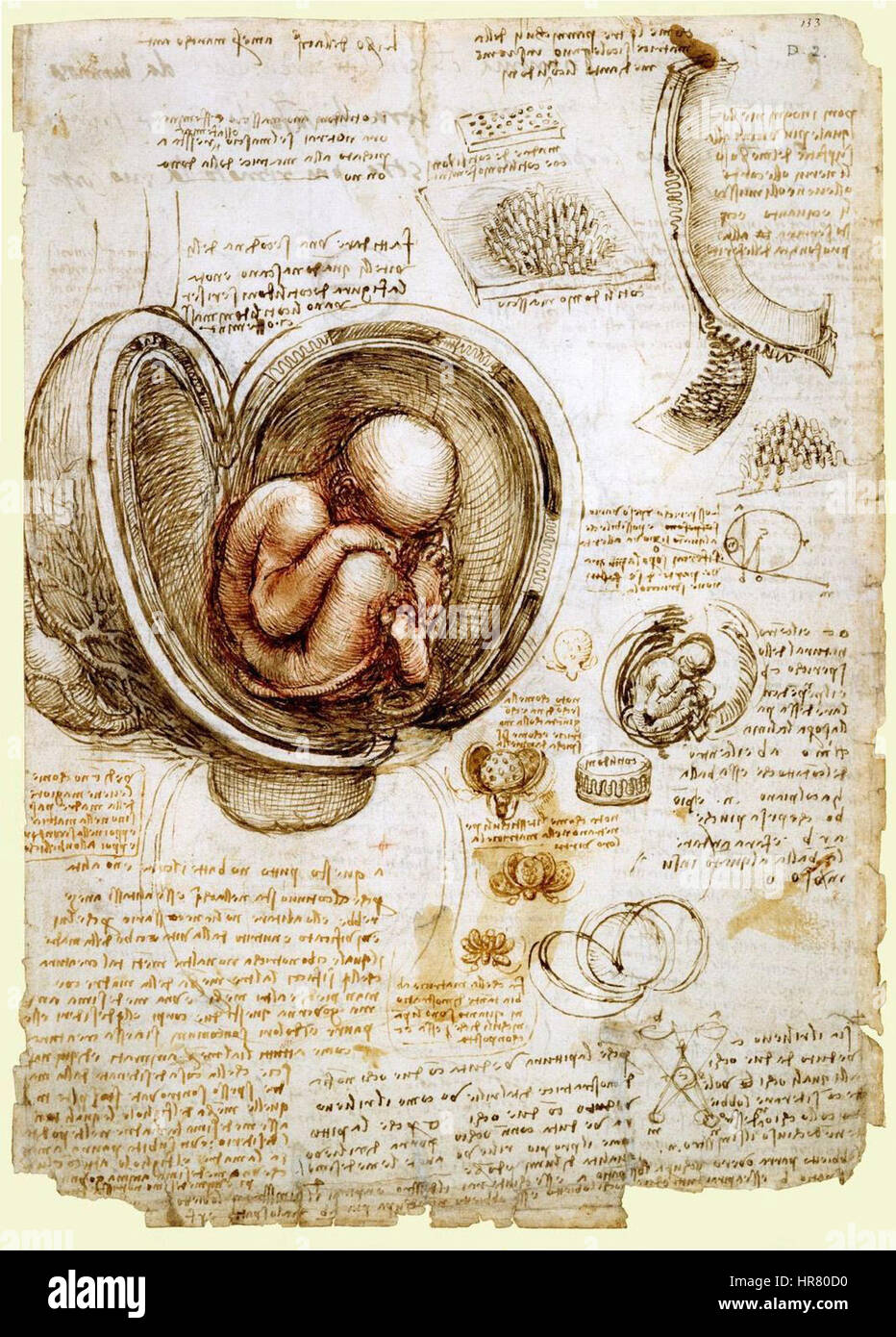 絵画 the memory in the womb Womb by leonardo da vinci hi-res stock photography and