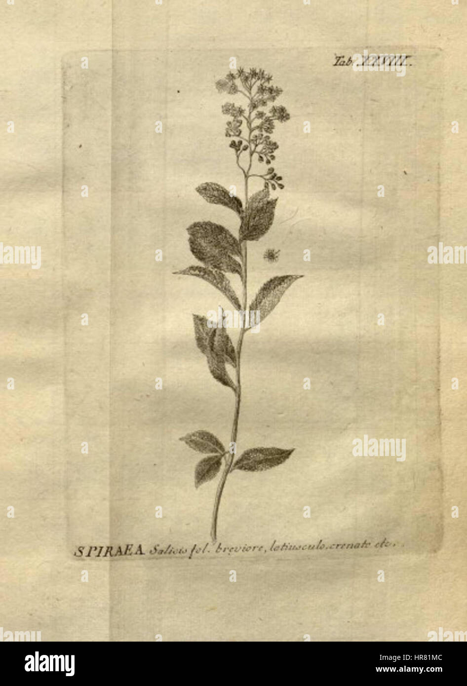 Spiraea salicifolia Amman Stock Photo