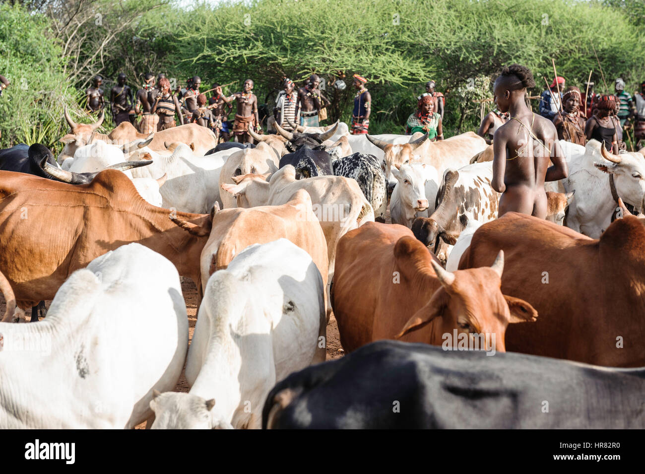 Gathering the cattle for a bull jumping ceremony. A rite of passage from boys to men from the Hamer tribe. Stock Photo