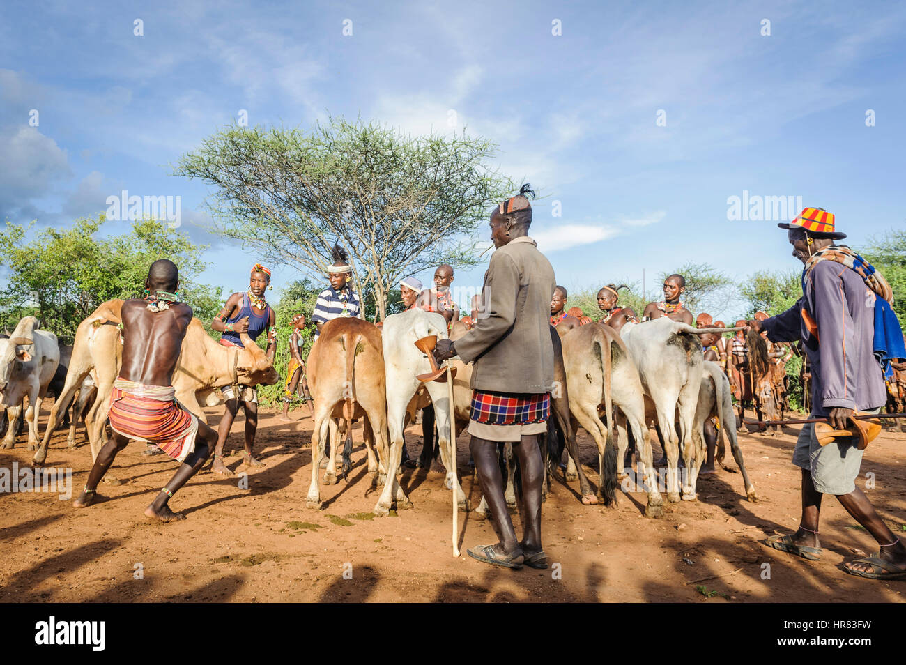 Gathering the cattle for a bull jumping ceremony. A rite of passage from boys to men from the Hamer tribe. Stock Photo