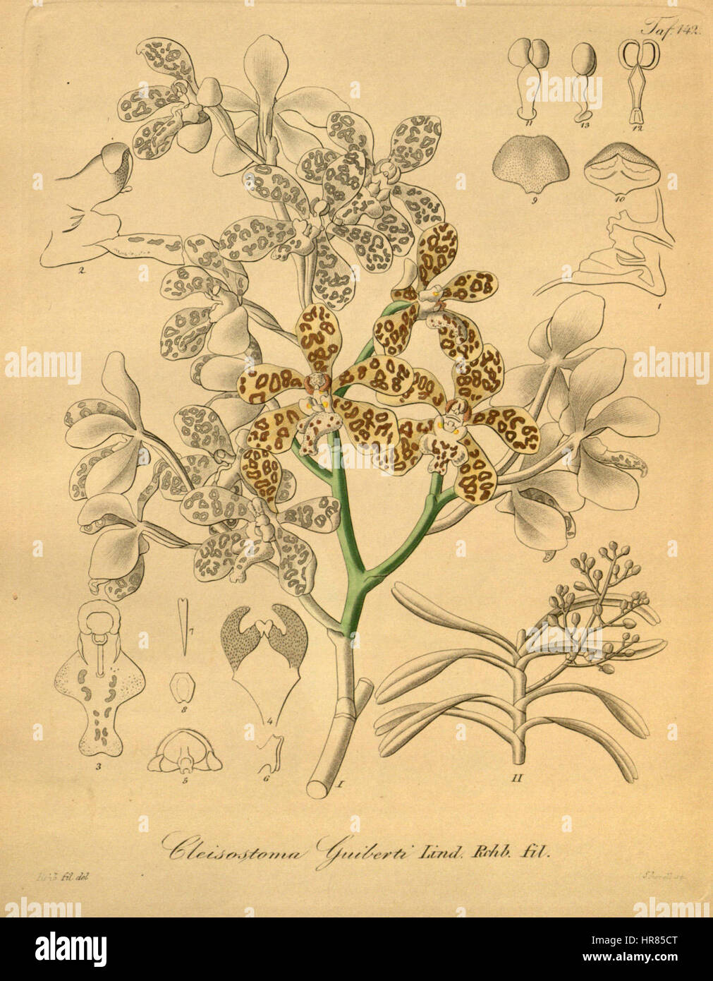 Staurochilus guibertii (as Cleisostoma guibertii) - Xenia 2 pl 142 Stock Photo