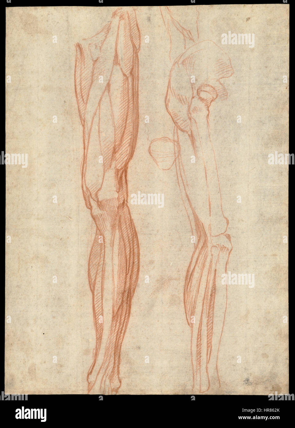 The muscles of the left leg, seen from the front, and the bones and muscles of the right leg seen in right profile, and between them, a patella. Drawing by Michelangelo Buonarroti, ca. 1515-1520. WDL3249 Stock Photo