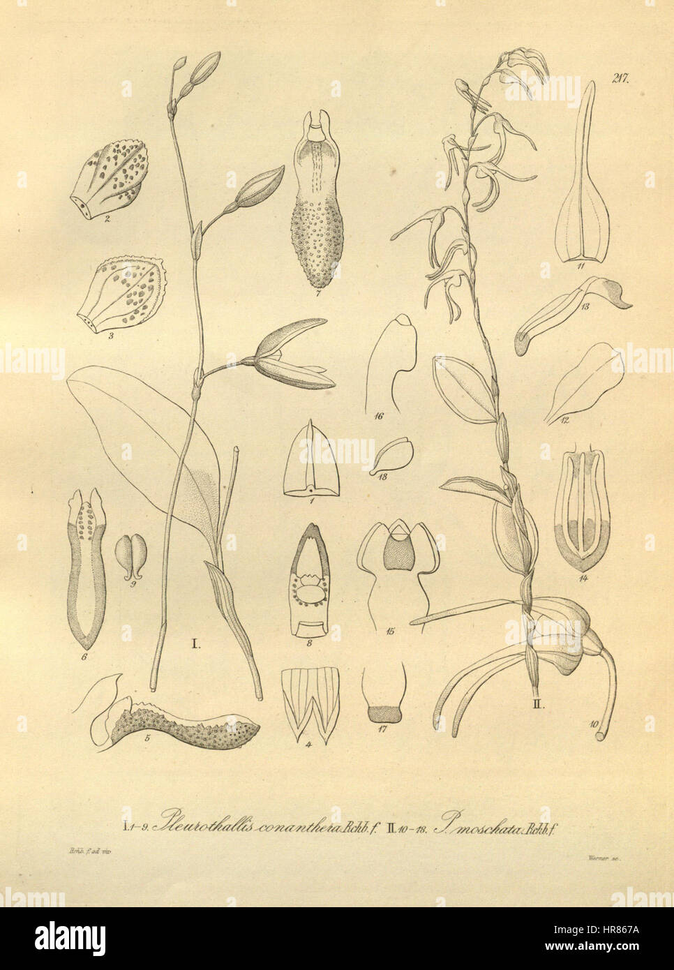 Stelis pachyglossa (as Pleurothallis conanthera) - Trichosalpinx arbuscula (as Pleurothallis moschata) - Xenia 3 pl 217 Stock Photo