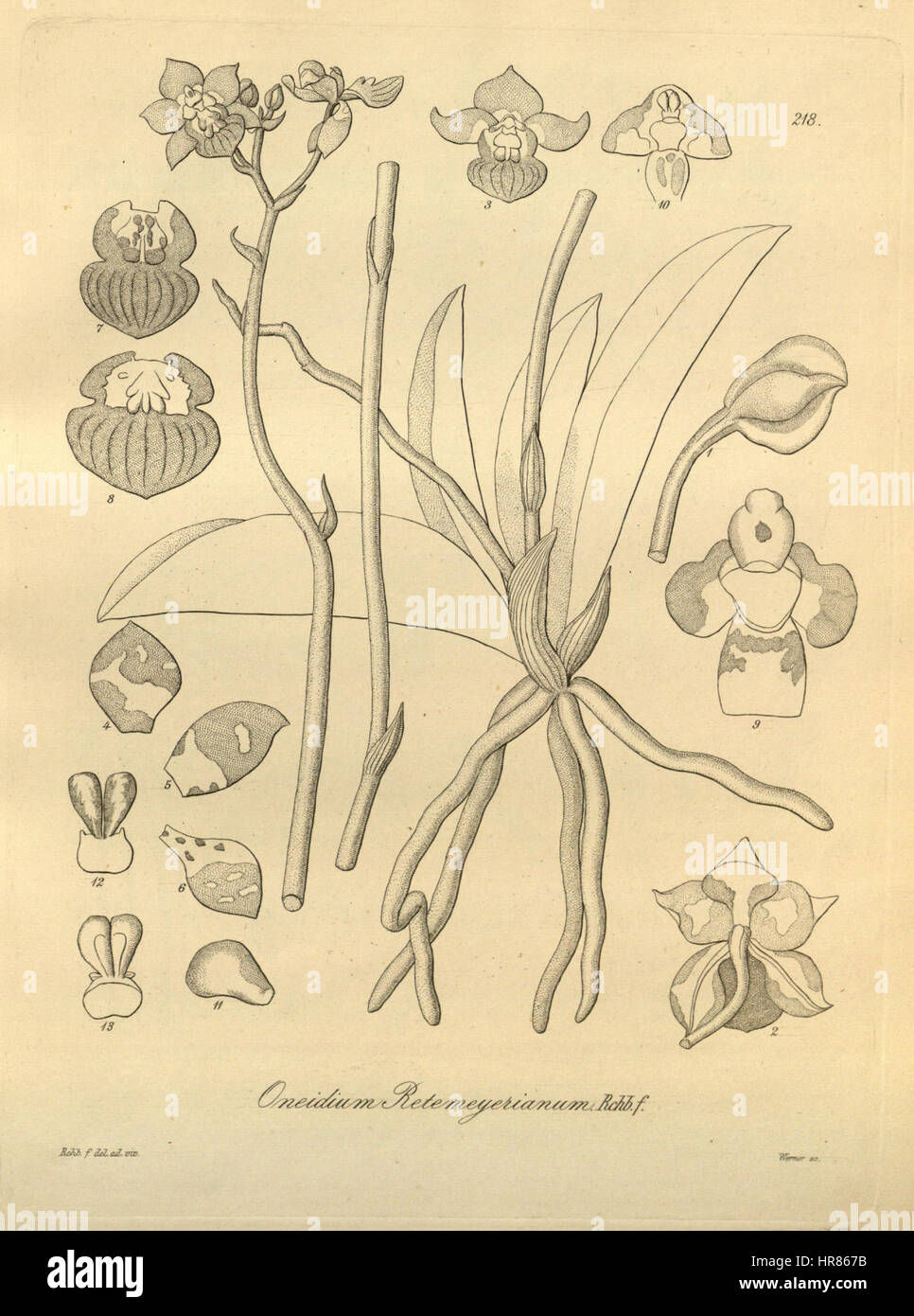 Trichocentrum lindenii (as Oncidium retemeyerianum) - Xenia 3 pl 218 Stock Photo