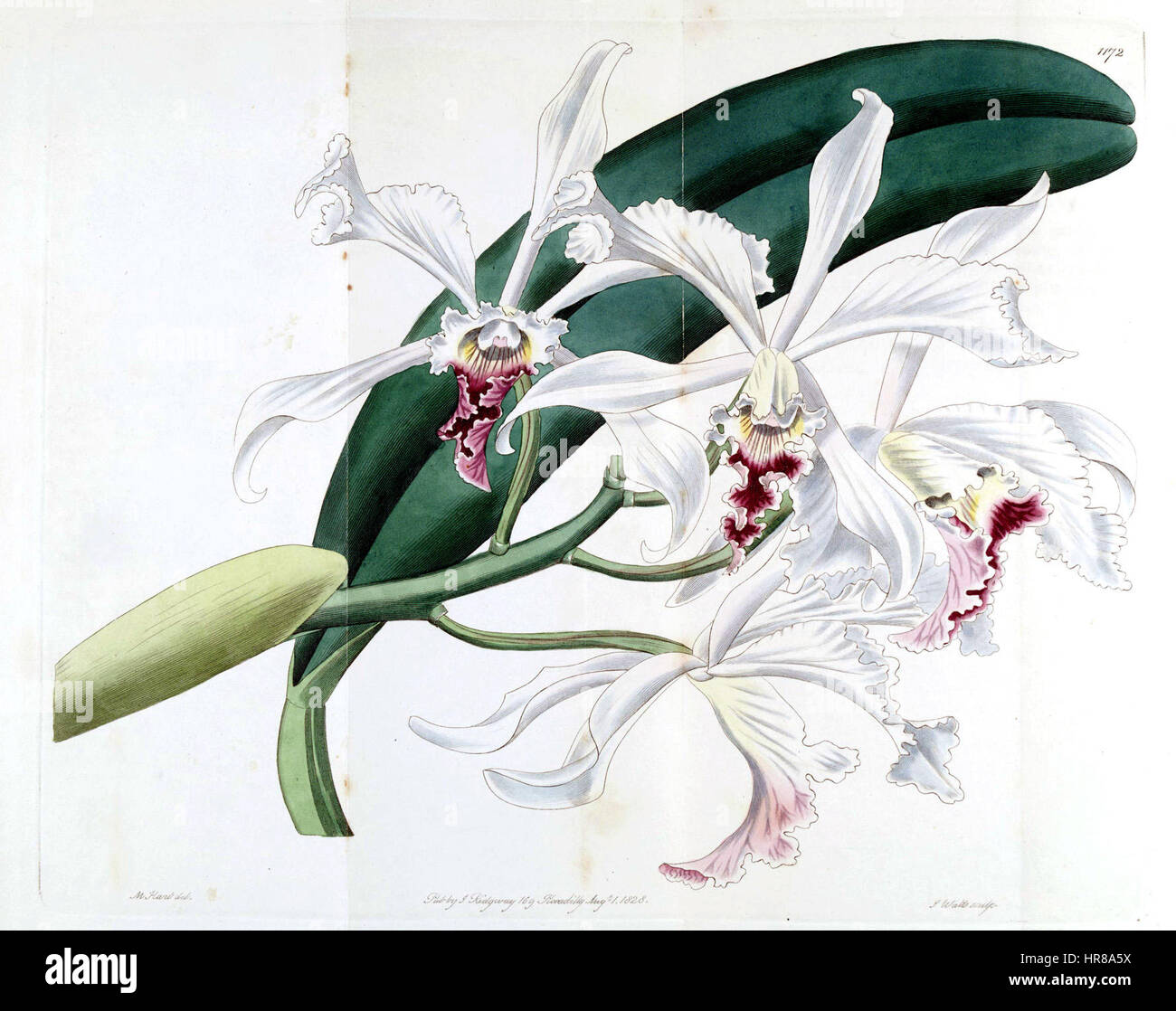 Sophronitis crispa (as Cattleya crispa) - Bot. Reg. 14 pl. 1172 (1828) Stock Photo