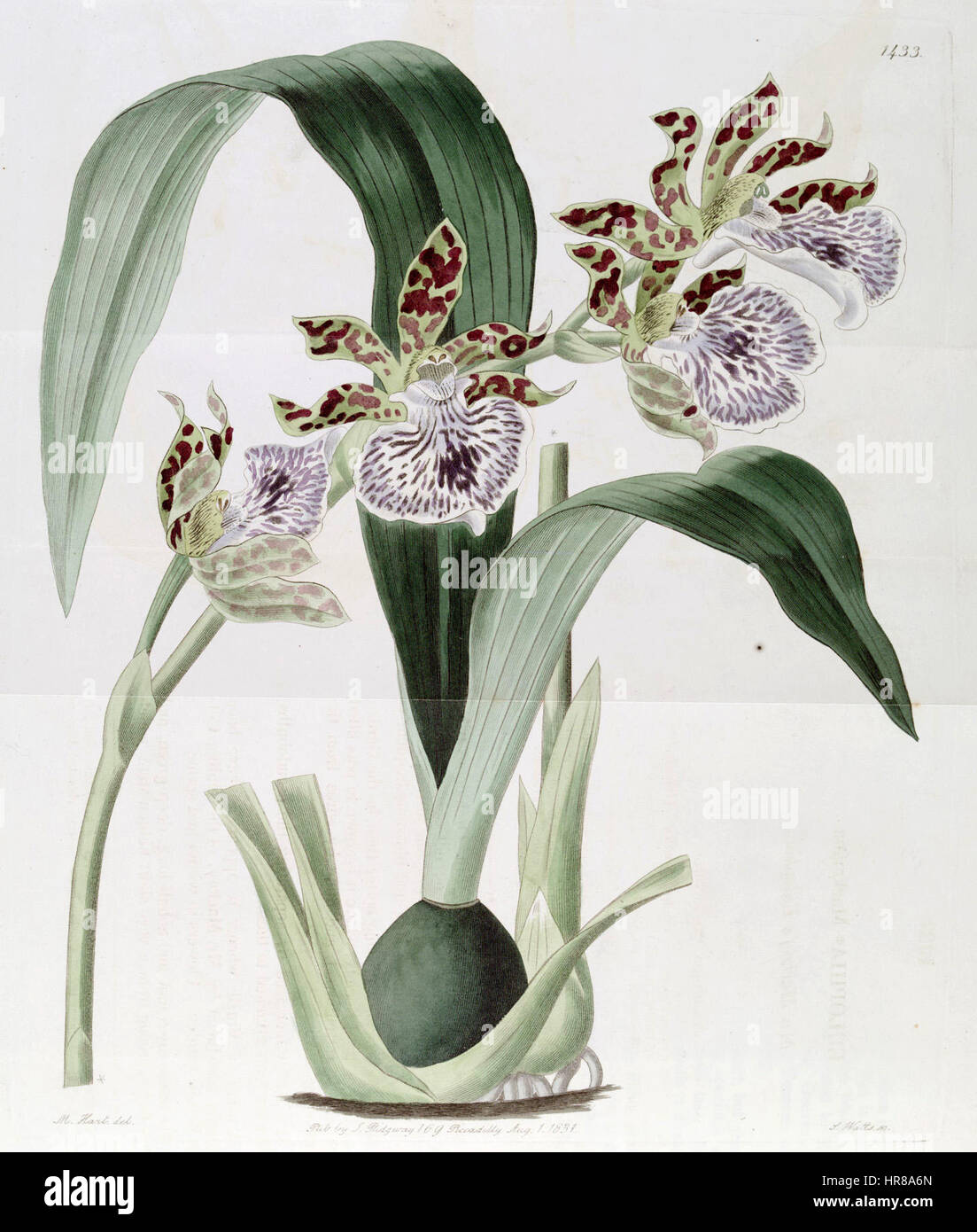 Zygopetalum maculatum or Z. mackayi (as Eulophia mackaiana) - Edwards vol 17 pl 1433 (1831) Stock Photo
