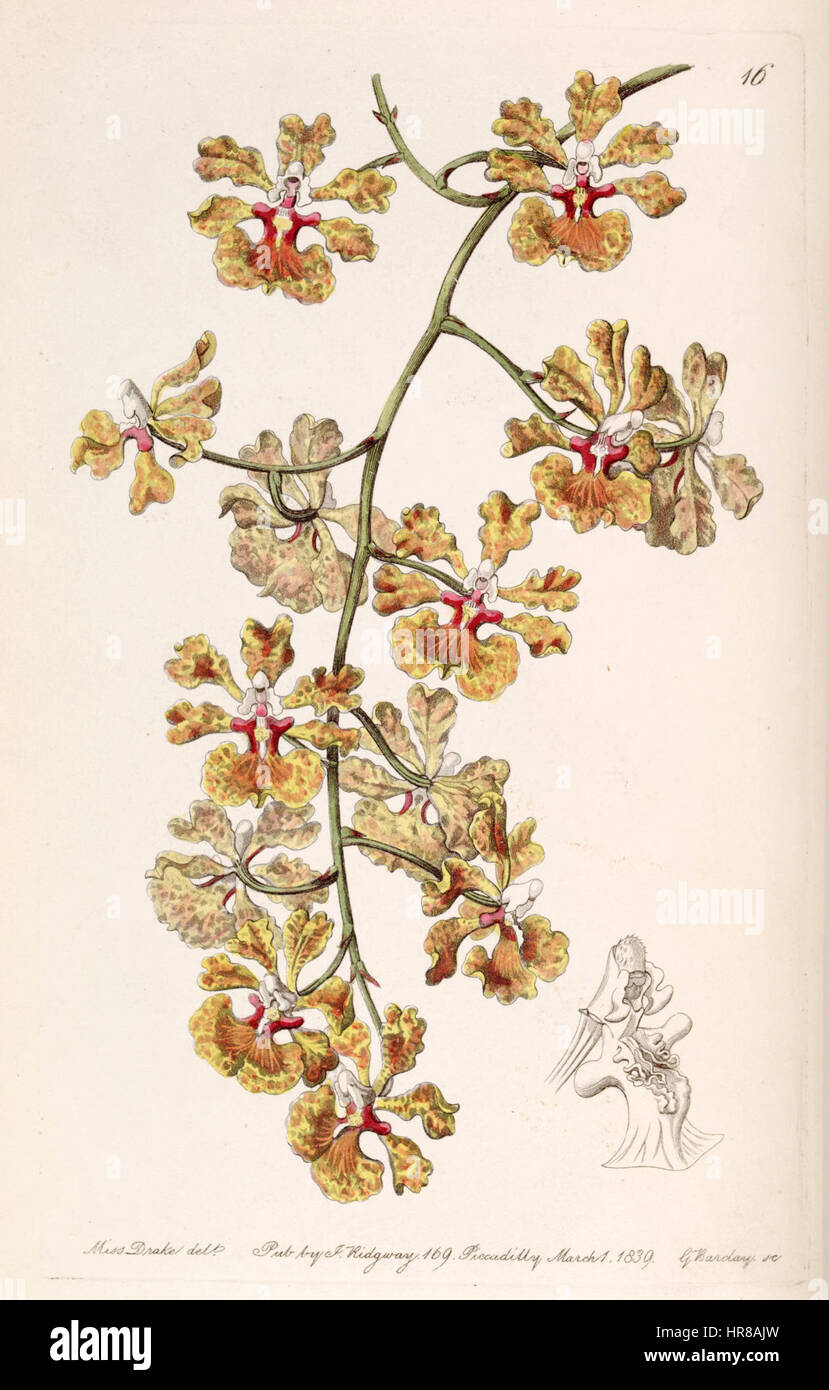 Tolumnia guttata (as Oncidium luridum var. guttatum) - Edwards vol 25 (NS 2) pl 16 (1839) Stock Photo