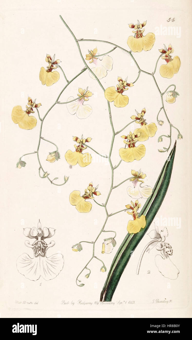 Tolumnia urophylla (as Oncidium urophyllum) - Edwards vol 28 (NS 5) pl 54 (1842) Stock Photo