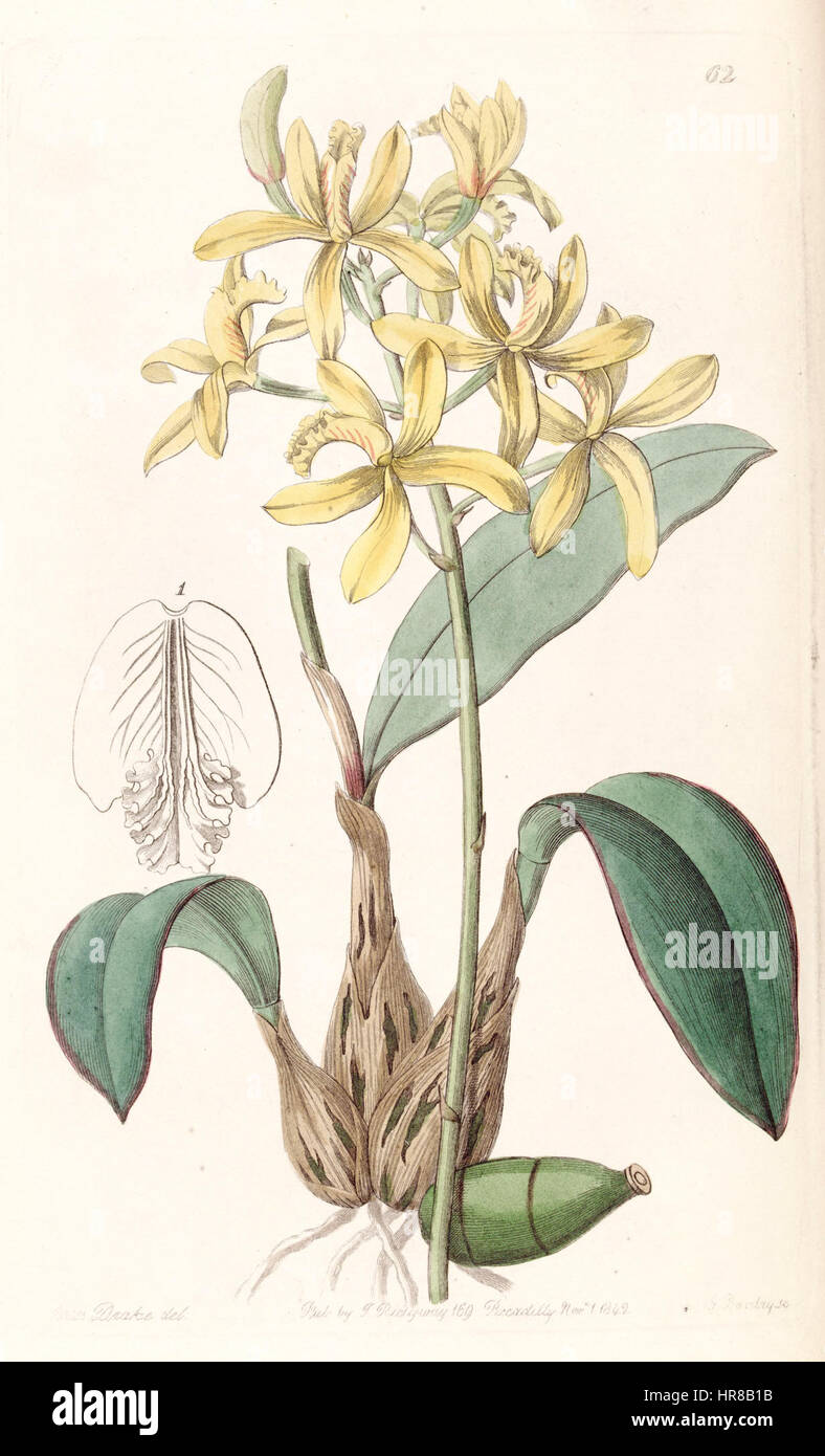 Sophronitis crispata (as Laelia flava) - Edwards vol 28 (NS 5) pl 62 (1842) Stock Photo