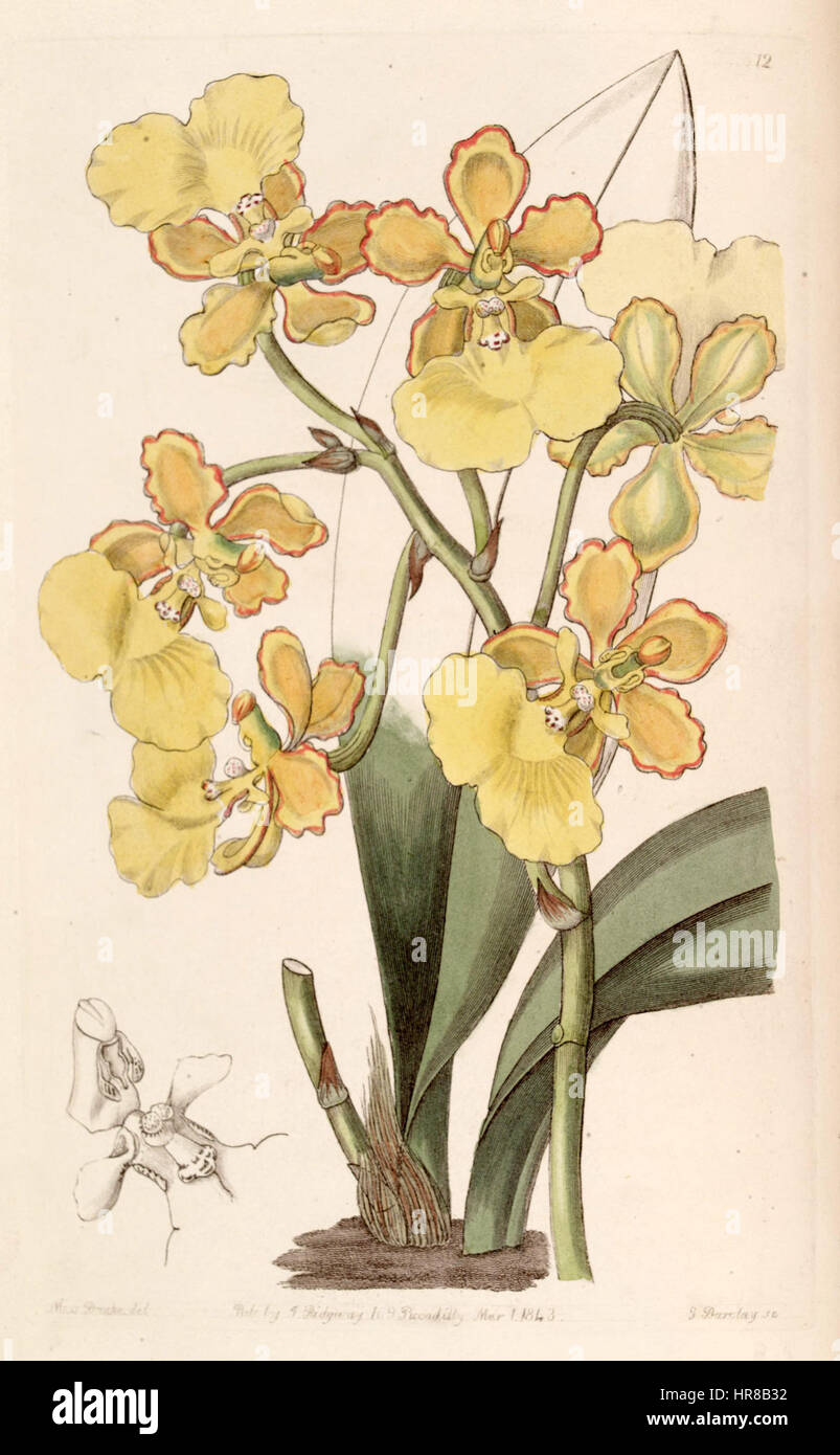 Trichocentrum bicallosum (as Oncidium bicallosum) - Edwards vol 29 (NS 6) pl 12 (1843) Stock Photo
