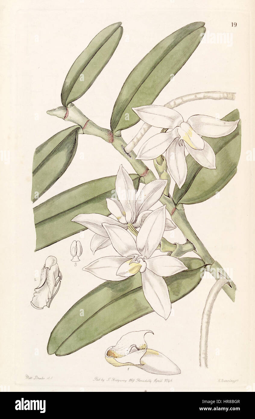 Thrixspermum calceolus (as Sarcochilus calceolus) - Edwards vol 32 (NS 9) pl 19 (1846) Stock Photo