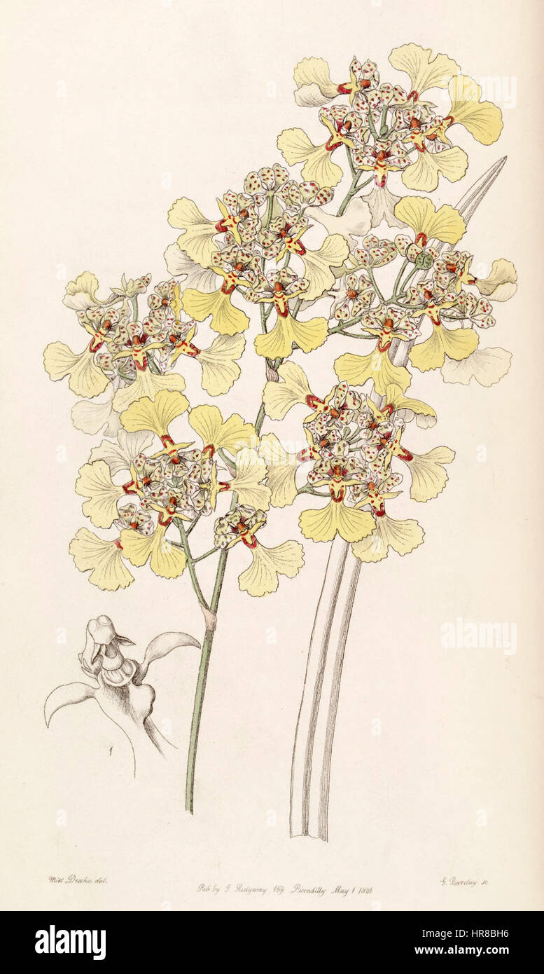 Trichocentrum lacerum (as Oncidium lacerum) - Edwards vol 32 (NS 9) pl 27 (1846) Stock Photo