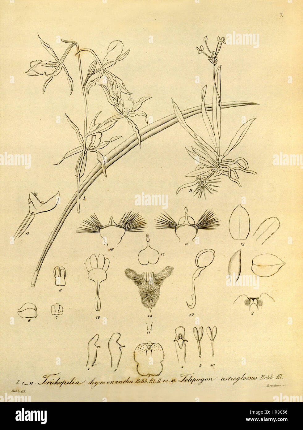 Trichopilia subulata (as Trichopilia hymenantha) and Telipogon astroglossus - Xenia vol 1 pl 7 (1858) Stock Photo