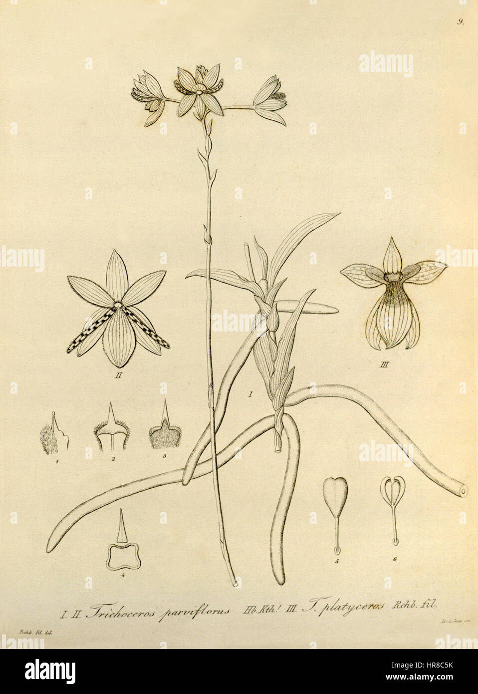 Trichoceros antennifer (as Trichoceros parviflorus) and Trichoceros platyceros - Xenia vol 1 pl 9 (1858) Stock Photo