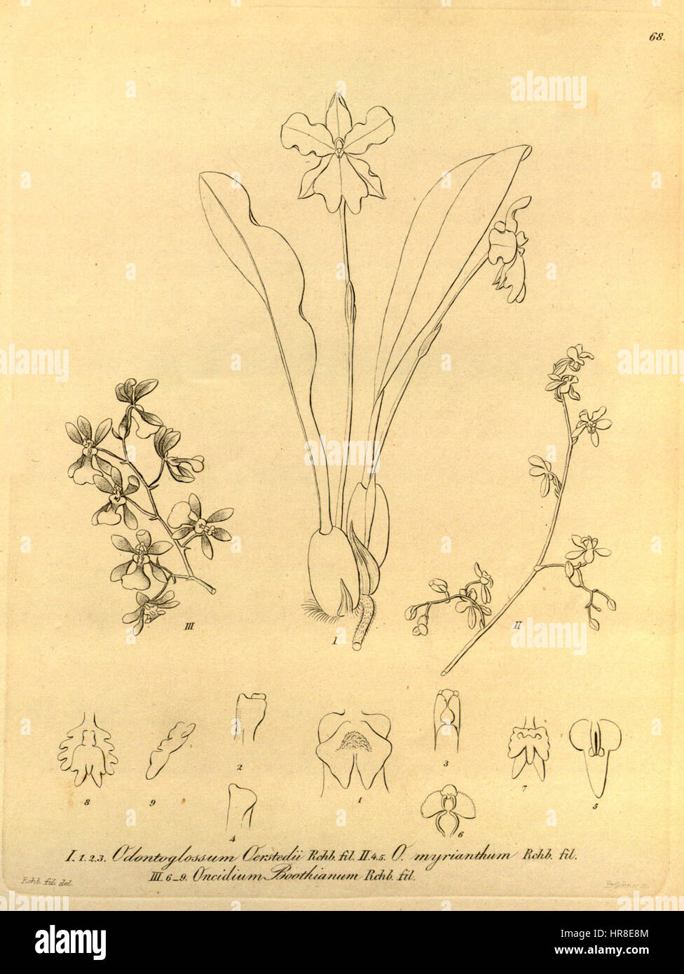 Ticoglossum oerstedii (as Odontoglossum oerstedii) - Cyrtochilum ligulatum (as Odontoglossum myrianthum) - Oncidium boothianum - Xenia vol 1 pl 68 (1858) Stock Photo