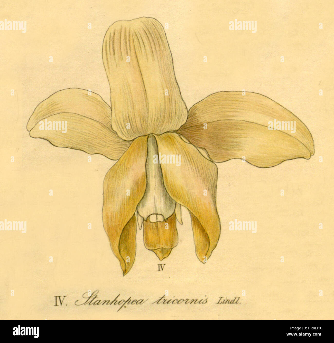 Stanhopea tricornis -cut from Xenia 3- 275 fig. IV Stock Photo