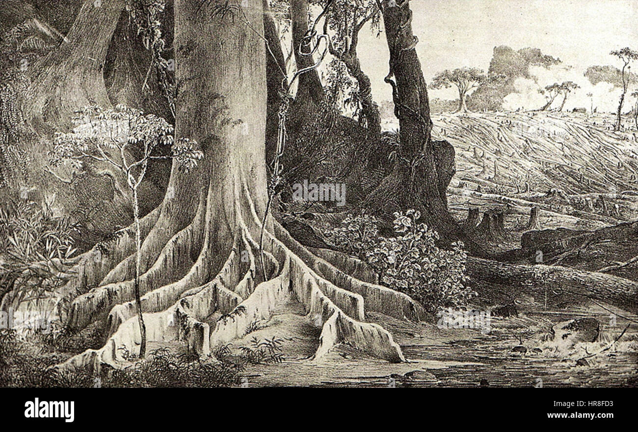 Thomas Ender - Floresta cortada Stock Photo