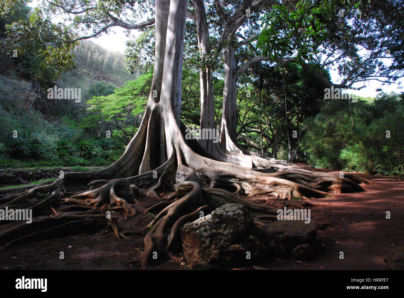 Fig trees Kauai, HI Stock Photo Alamy