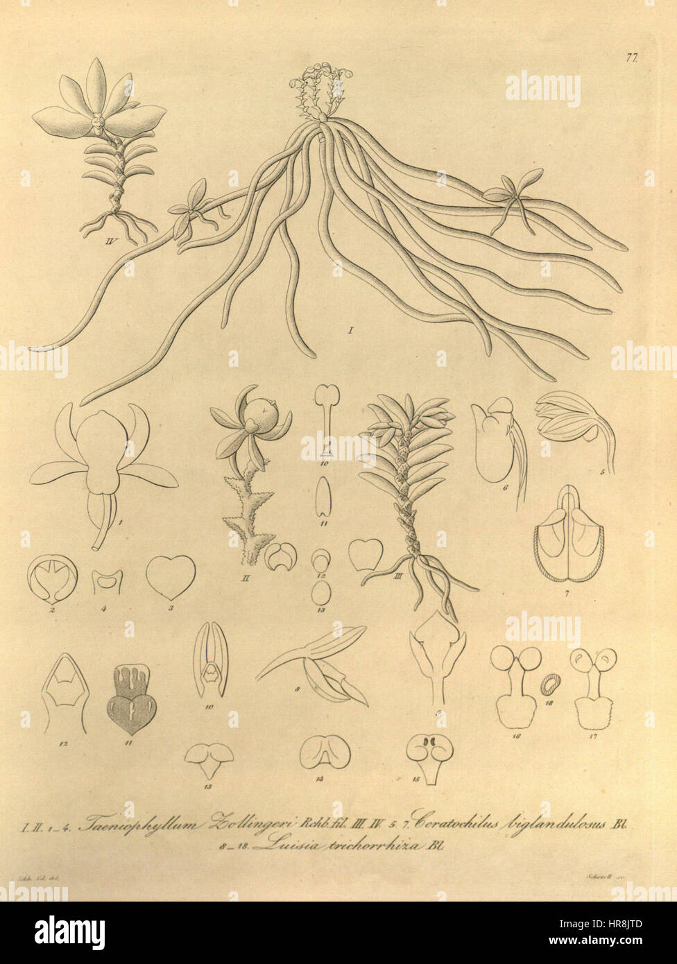 Taeniophyllum pusillum (as Taeniophyllum zollingeri) - Ceratochilus biglandulosus - Luisia trichorrhiza - Xenia 1-77 (1858) Stock Photo