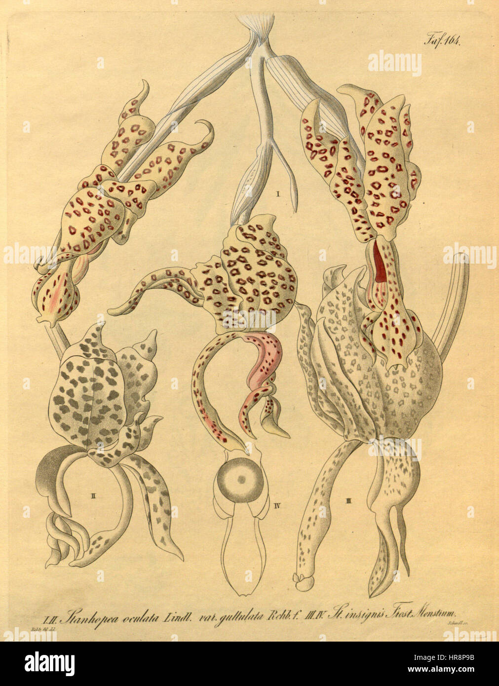 Stanhopea guttulata (as Stanhopea oculata var. guttulata) and Stanhopea insignis-Xenia 2-164 (1874) Stock Photo