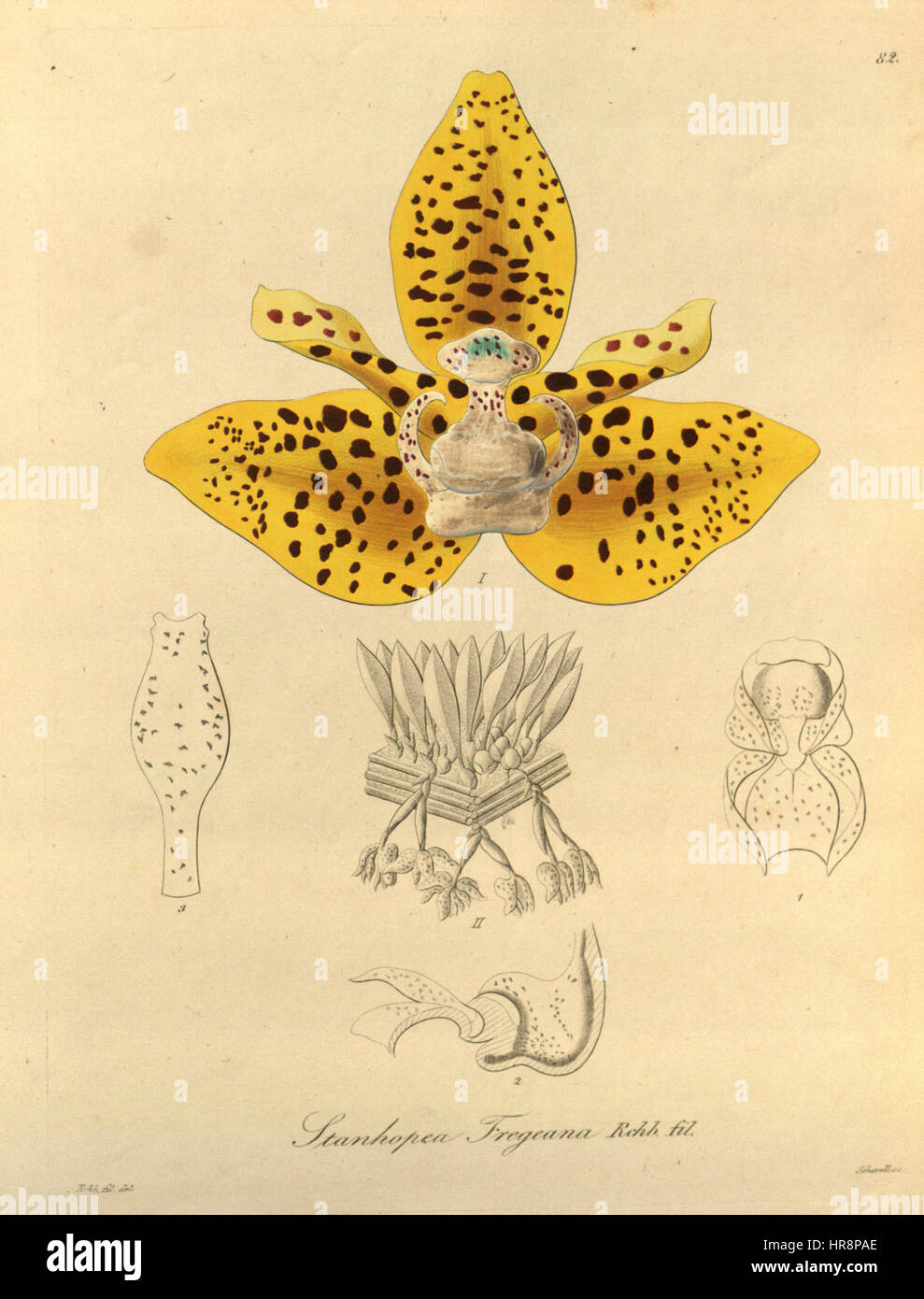 Stanhopea fregeana (maculosa) - Xenia vol. 1 pl. 82 (1858) Stock Photo