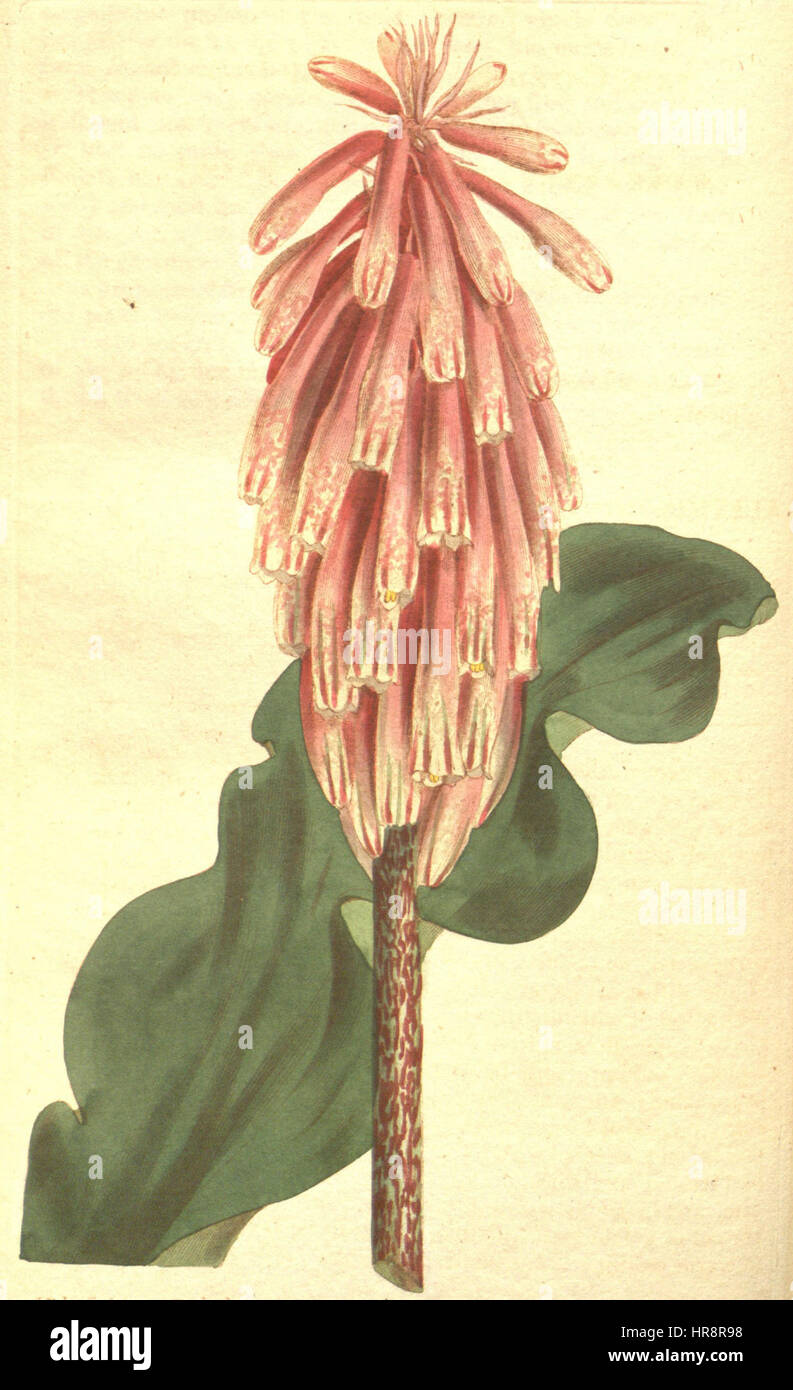 Veltheimia capensis - CBM-14 Stock Photo