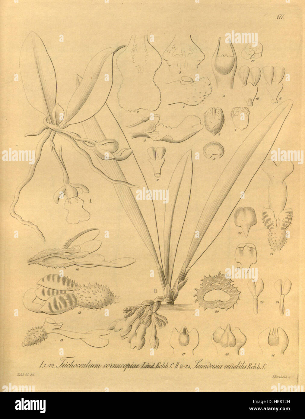 Trichocentrum cornucopiae (= T. fuscum) - Xenia v. 2 (1874) tab. 177 Stock Photo