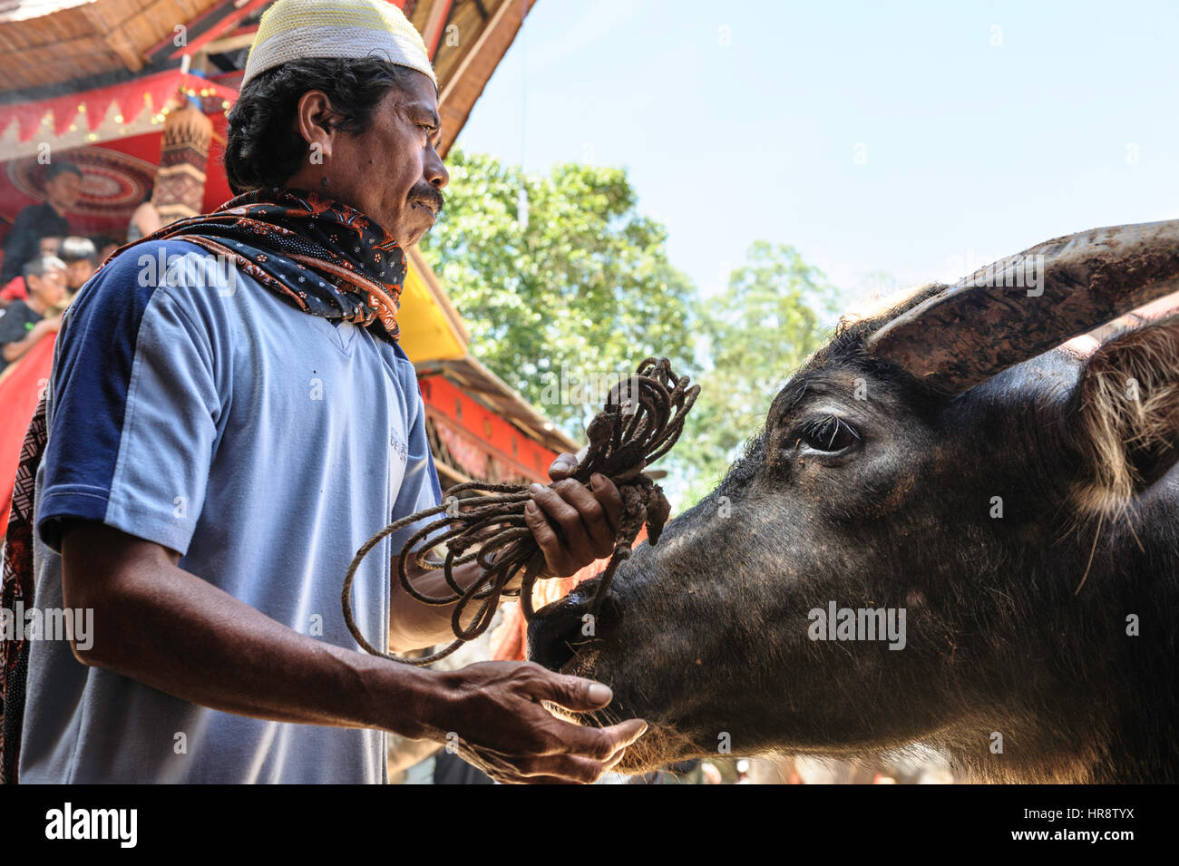 During a traditional ritual funeral of the Tana Toraja relatives, friends and neighbours bring animals for the ritual sacrifice. They show them in fro Stock Photo