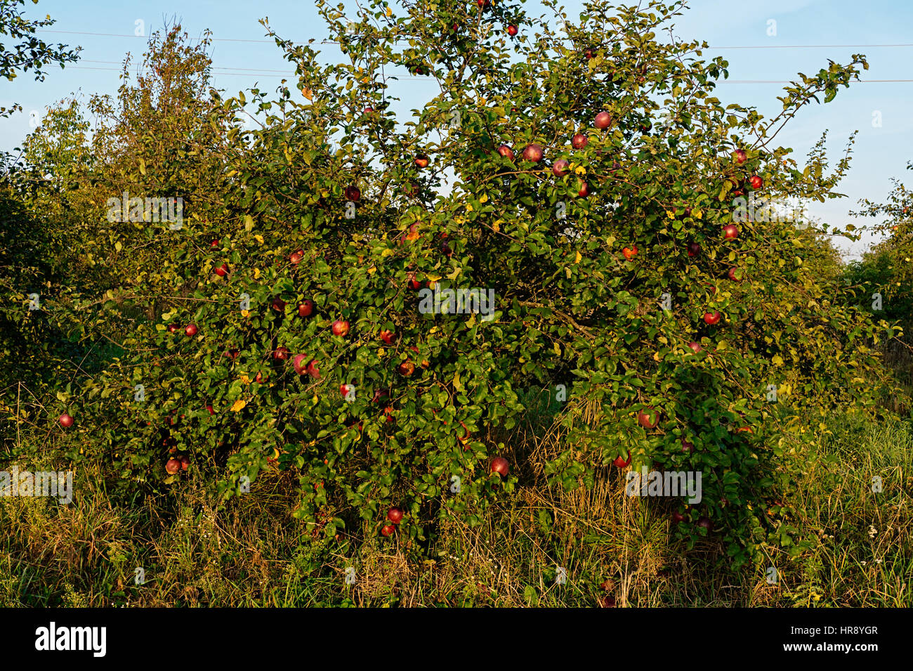 Garden autumn with apple harvest ripe red fruit on trees Stock Photo ...