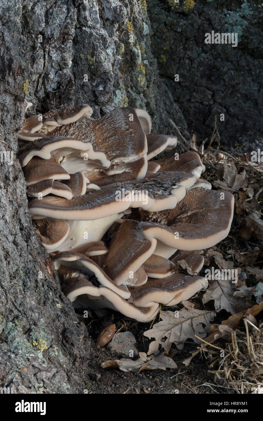 Meripilus Spore Giant Polypore (Meripilus giganteus) fungi on Oak Stock Photo - Alamy