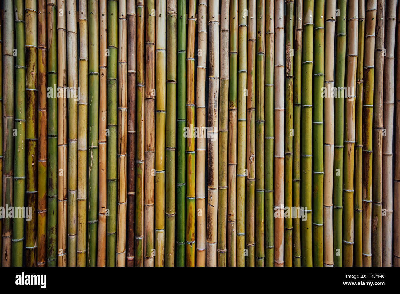 Bamboo fence background texture, dry japanese tree as natural pattern Stock Photo