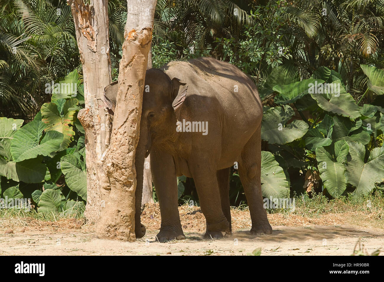 photo of a female Asian elephant rubbing up against a tree on a hot sunny day in Bannerghatta National Park Southern India Stock Photo