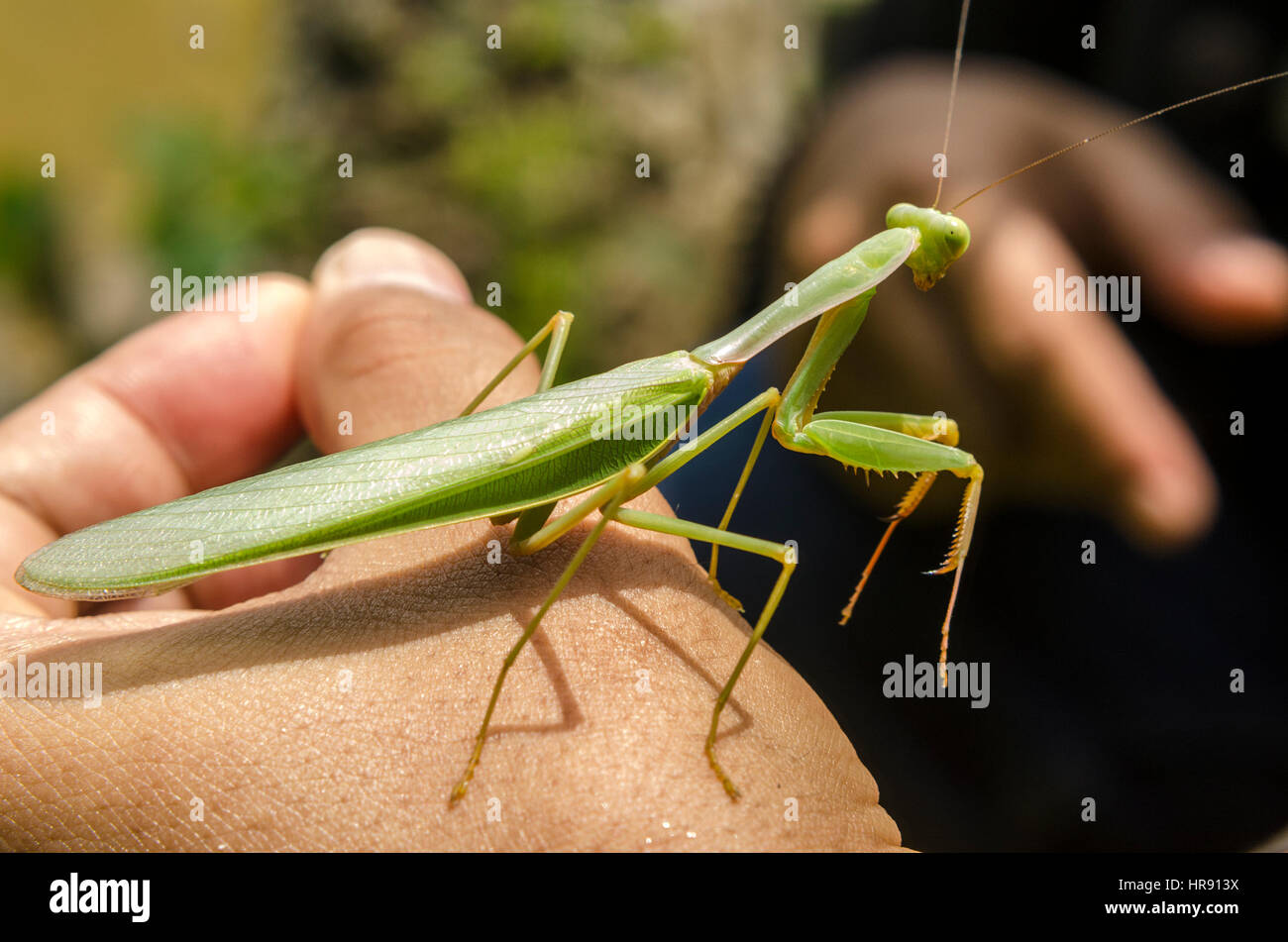 Species of praying mantis hires stock photography and images Alamy
